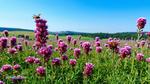Exploring the Habitat of Heather Plant